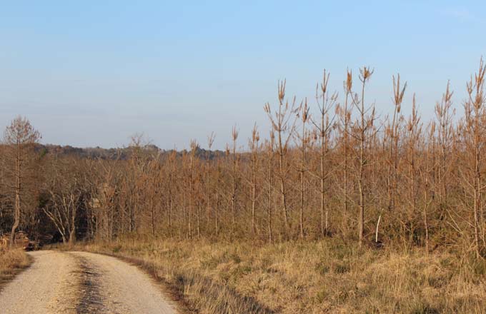 Forêt dévastée par la grêle en 2022 (crédit photo: Fibois Nouvelle-Aquitaine)