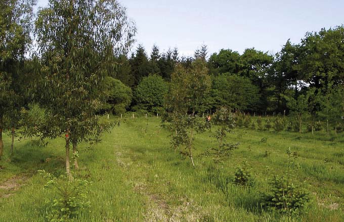 Arboretum expérimental mis en place dans le cadre d’un programme européen (crédit photo: Claude Nigen – CRPF Poitou-Charentes/CNPF)