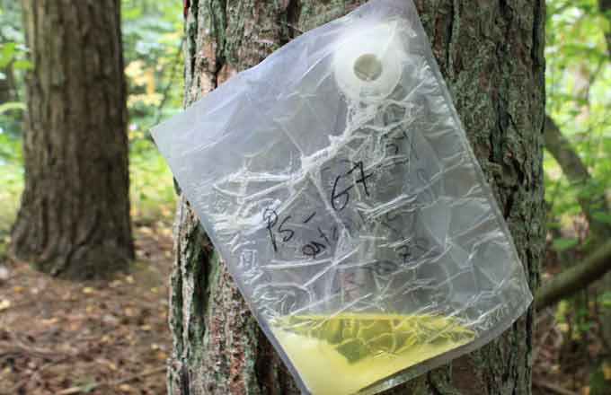 La chimie du bois, de nouveaux débouchés pour la forêt de demain  (ExtraForEst)