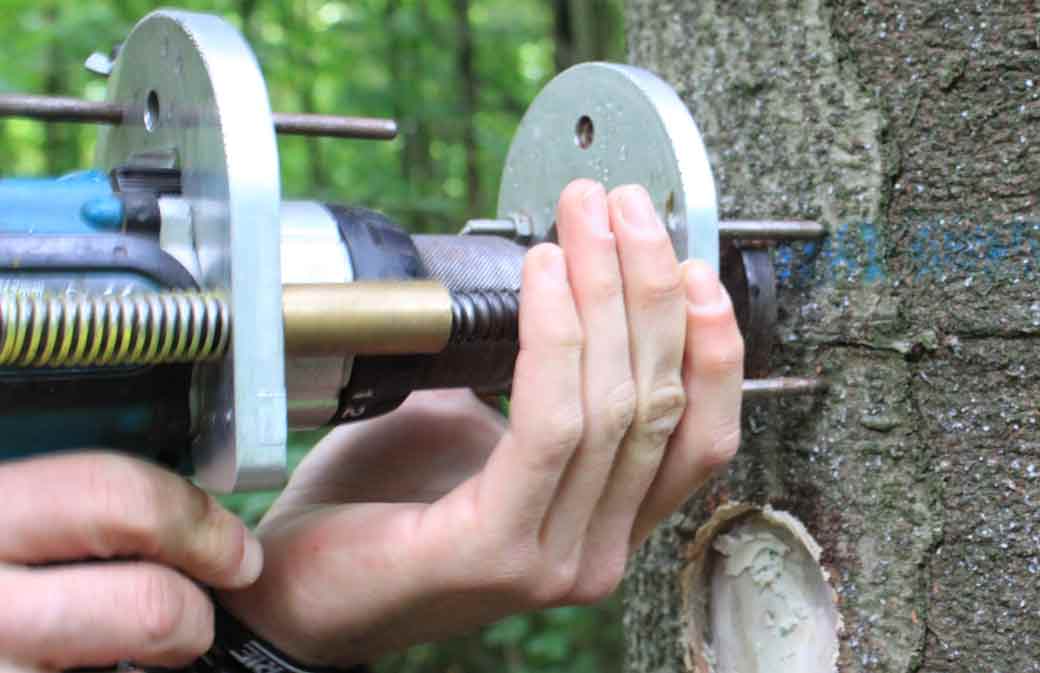 Blesser l’arbre, première étape de la méthode « Biogemme » pour récolter la résine (photo: droits réservés)