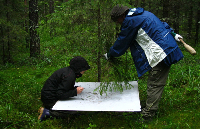 Quand les forêts perdent en diversité, elles jouent moins bien leurs rôles