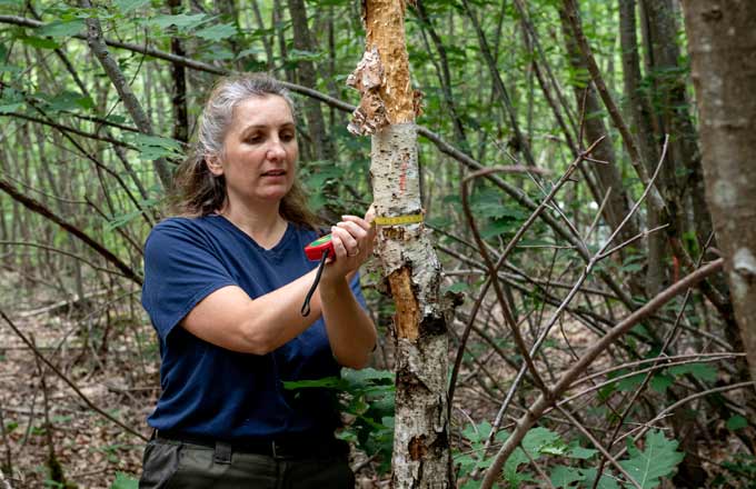 Relevé dendrométrique sur une placette d’expérimentation en forêt d’Orléans (crédit photo: Bertrand Nicolas/Inrae, 2020)