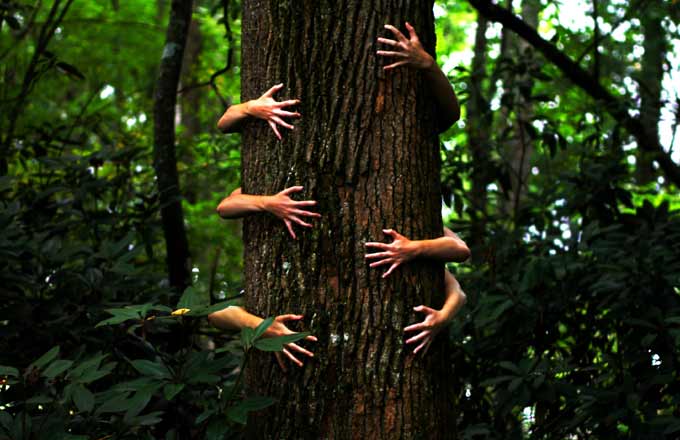 La pratique du «tree hugging» (de l’anglais, étreindre un arbre) aurait des effets bénéfiques sur le bien-être