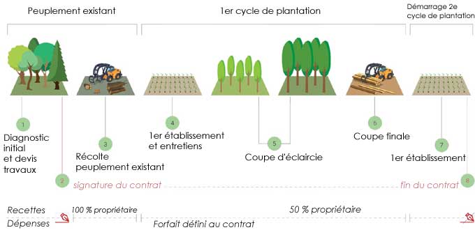 Déroulement du contrat noué entre le propriétaire forestier et Néosylva (DR)