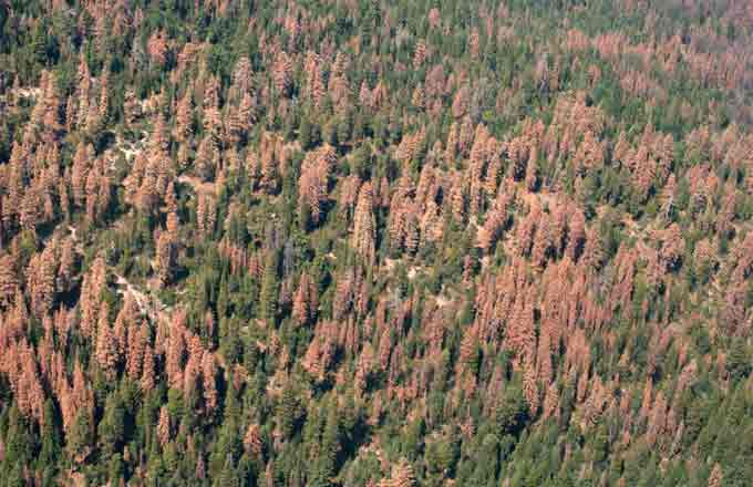 Photos aérienne de forêts nationales dépérissant en Californie, août 2016