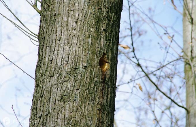 Trou creusé par un pic dans un arbre forestier (crédit: CC/Forestopic)