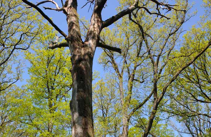 Îlot de sénescence à base de chêne sessile, en forêt domaniale de Romersberg, Moselle (crédit photo: François Lebourgeois)