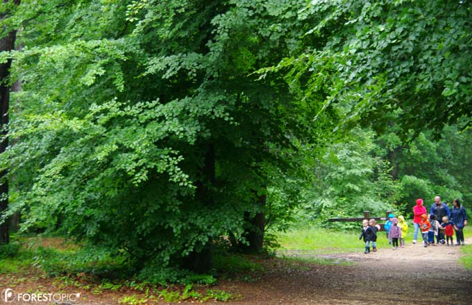 Forêt de la montagne de Reims (crédit photo: CC/Forestopic)