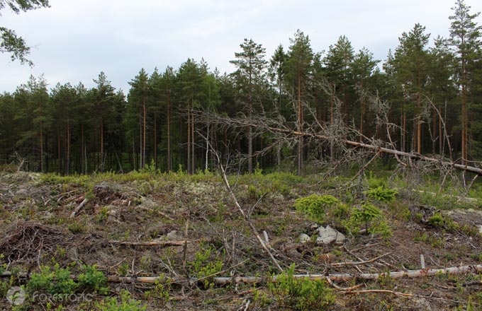 Au premier plan, parcelle forestière en cours de renouvellement dans une forêt de Sveaskog à Sjunda, au sud-ouest de Stockholm (crédit photo: CC/Forestopic)