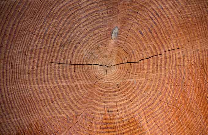 La structuration des organisations de la filière bois fait partie des attentes des pouvoirs publics (crédit photo: Yoann Portejoie)