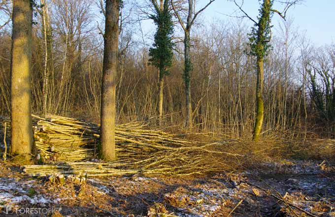 Comment mobiliser plus de bois énergie? Les réponses de la stratégie biomasse finalisée