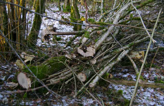 En forêt, fagot destiné à la filière du bois énergie (crédit photo: CC/Forestopic)