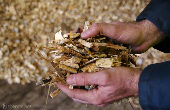 Le bois énergie soumis aux critères de durabilité européens