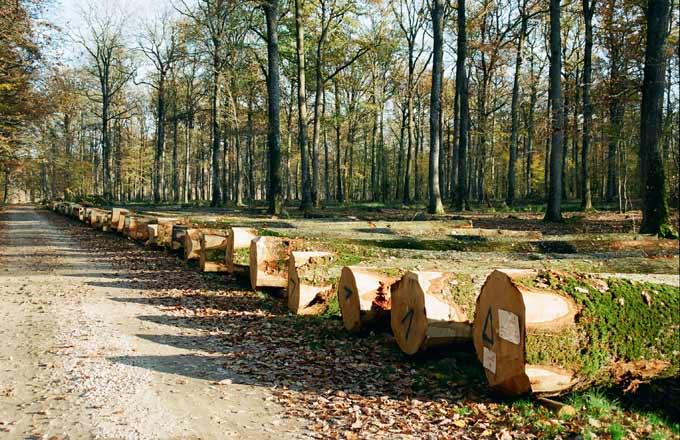 Chênes abattus, façonnés et triés par la coopérative forestière Unisylva et présentés en forêt de Cheverny