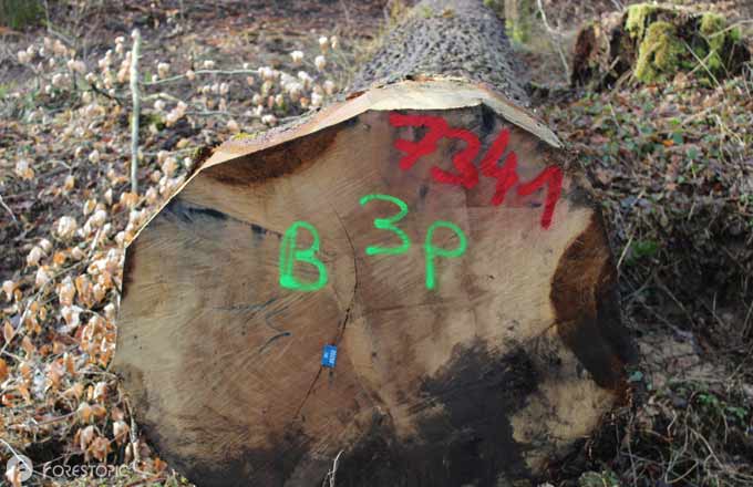 Grume de chêne (crédit photo: CC/Forestopic)