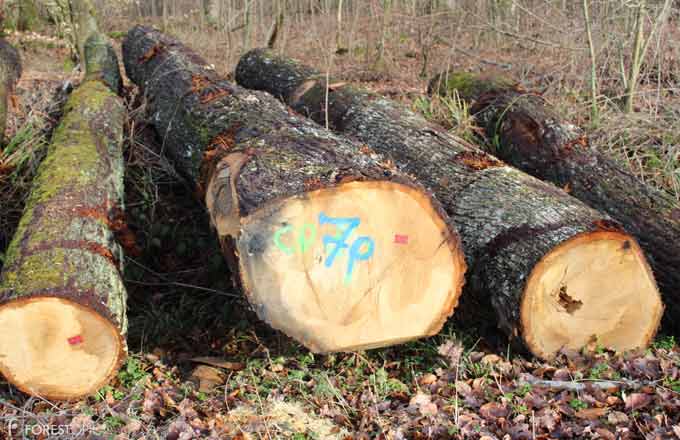 Grumes de chêne en forêt domaniale (crédit photo: CC/Forestopic)