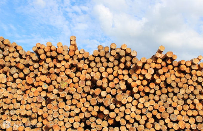 Grumes de résineux, dans les Landes (crédit photo: CC/Forestopic)