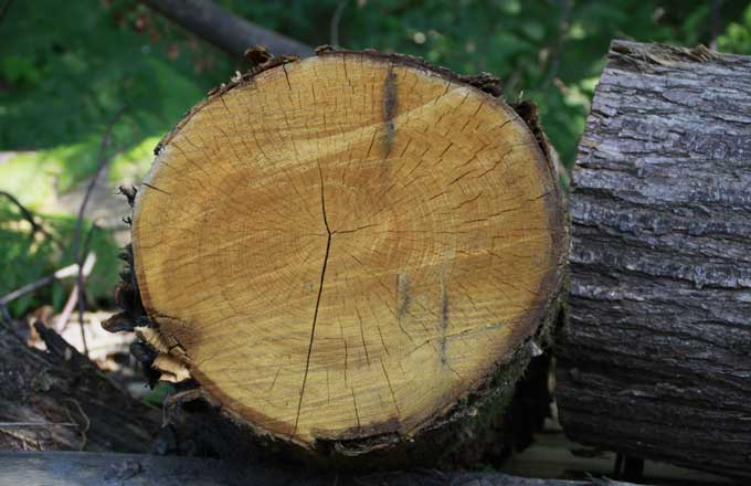 Un projet de pôle multifilière pour le bois en Île-de-France