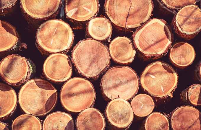 L’émergence d’une filière de la chimie du bois nécessite d’en localiser la ressource, d’origine forestière en particulier, afin de la situer sur le plan géographique et au sein des entreprises (photo: droits réservés)