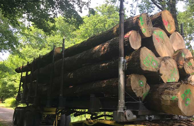 Chargement de bois de chêne (photo: droits réservés)