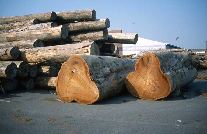 Comment font nos voisins allemands, suisses et autrichiens pour transformer l’essentiel de leurs ressources en bois sur leur sol?