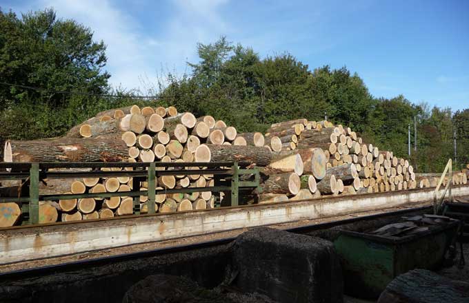 Des discussions en cours visent à définir un contrat type pour la vente de bois de chêne