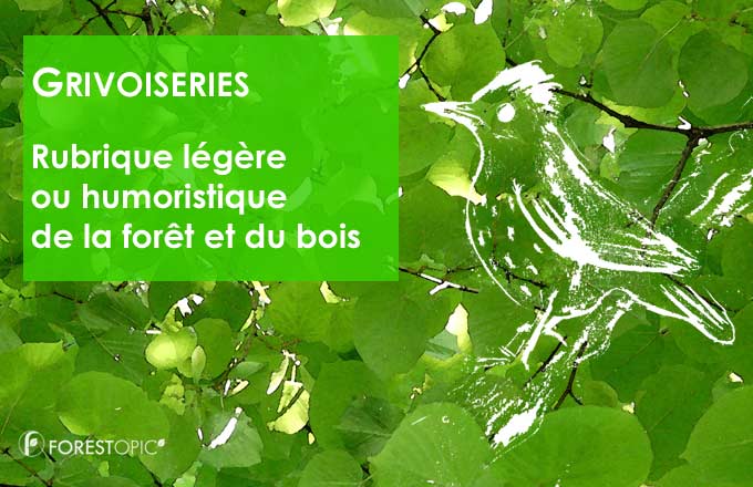 La Grive des bois, plume légère et satirique de la forêt et du bois