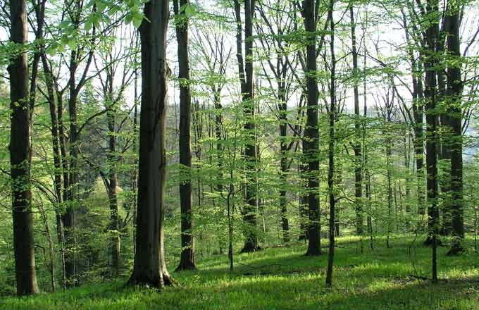 Foret-Bourgogne-GGRFB-FSC