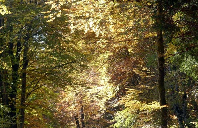 Foret-feuillus-automne